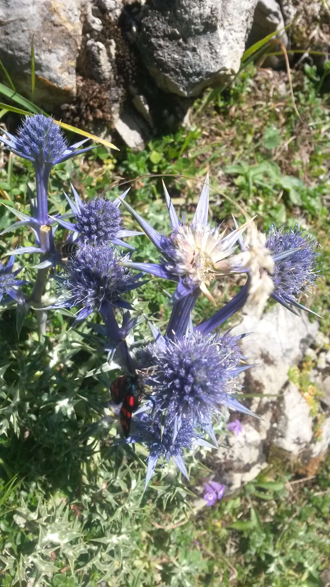 Eryngium bourgatii Gouan resmi