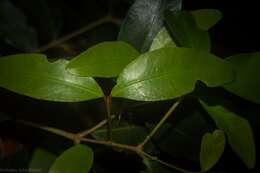 Image of Austrobuxus swainii (Beuzev. & C. T. White) Airy Shaw