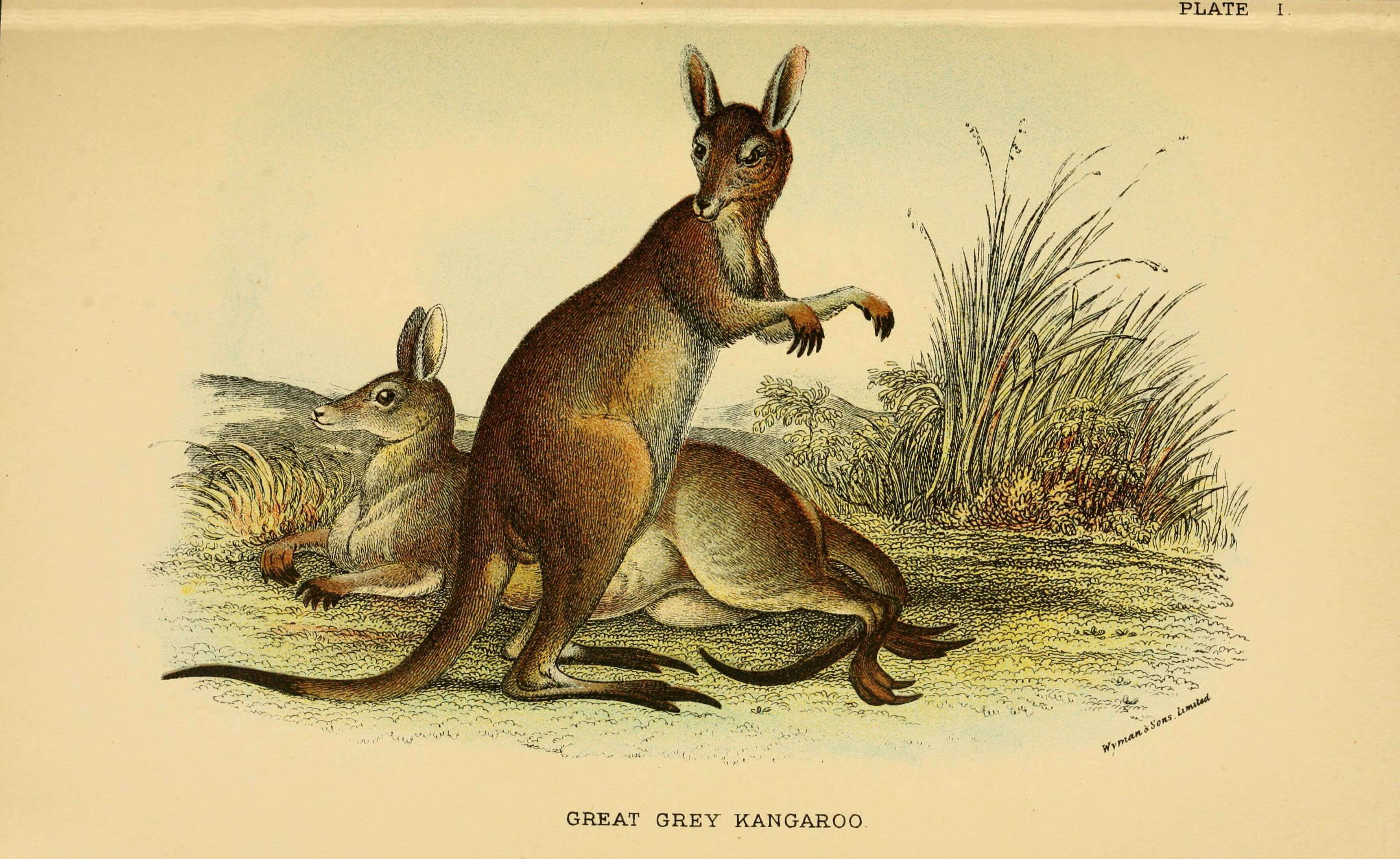 Image of kangaroo