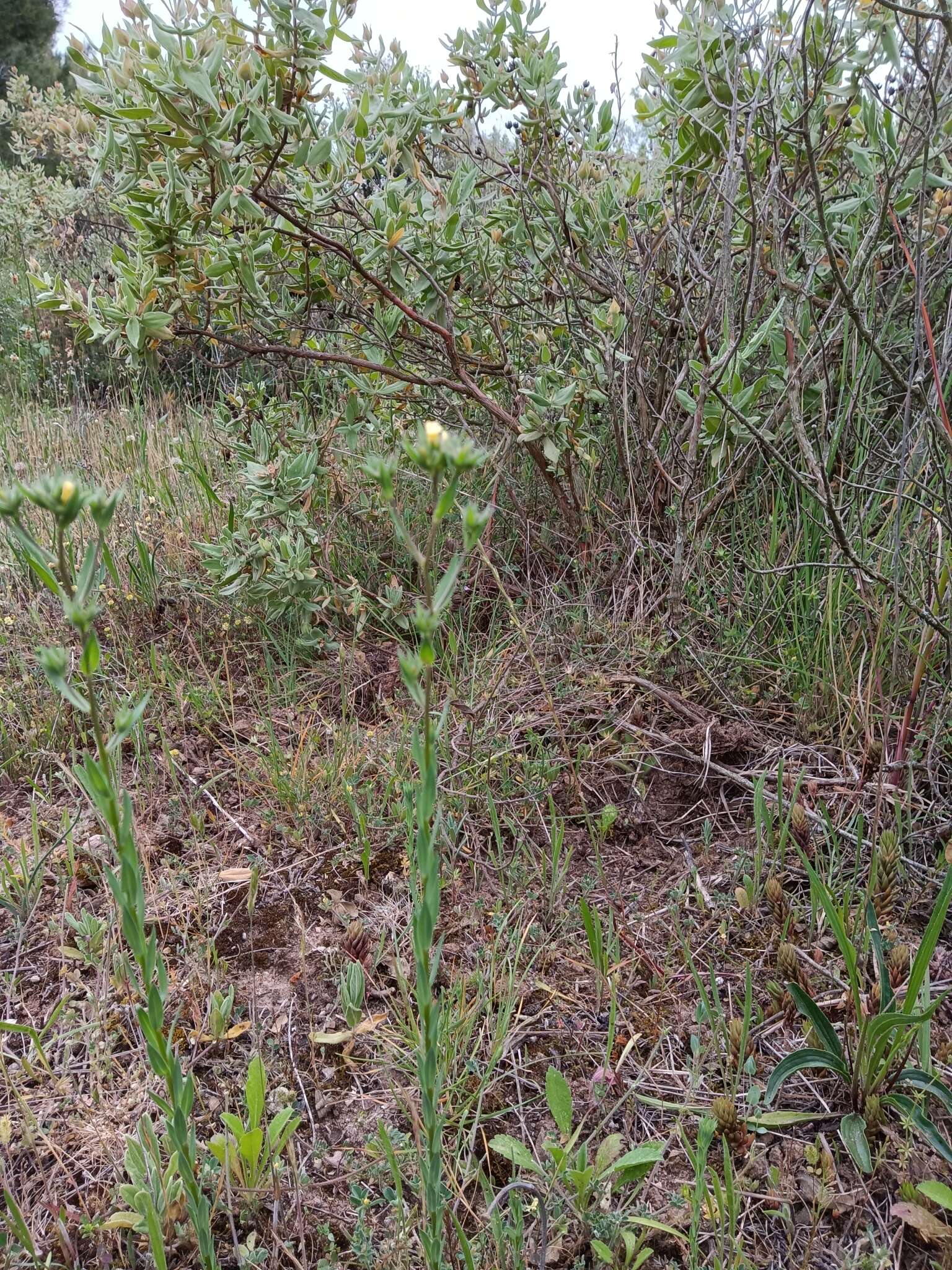 Image of Upright Flax