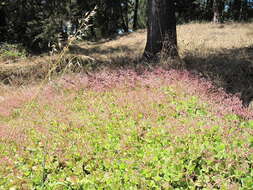 Image of Cape Province pygmyweed