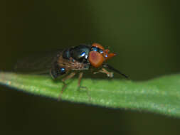 Image of Rhingia caerulescens Loew 1858