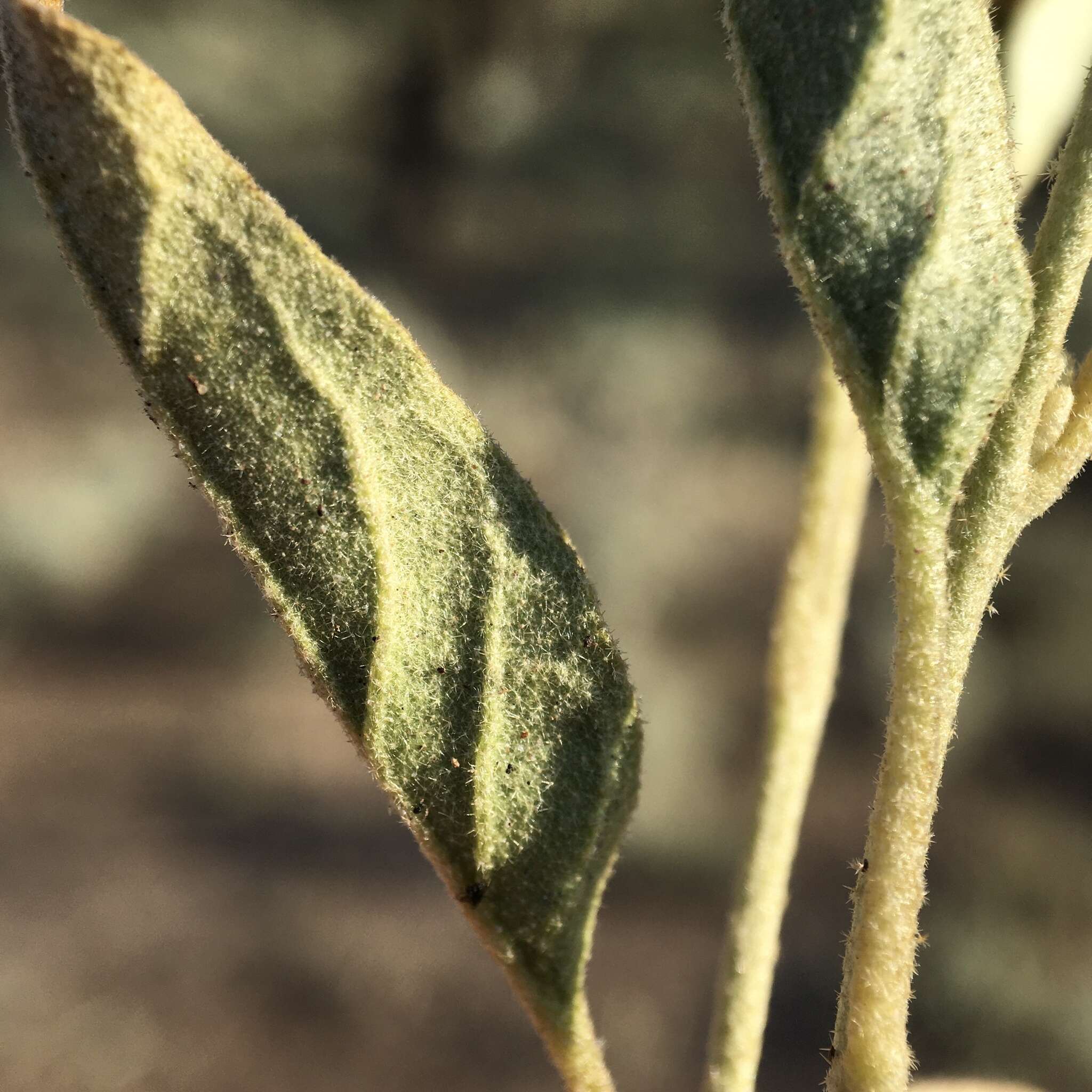 Image of Solanum esuriale Lindl.