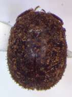 Image of Lucanobium guianense Paulsen 2011