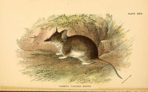 Image of Common Dunnart