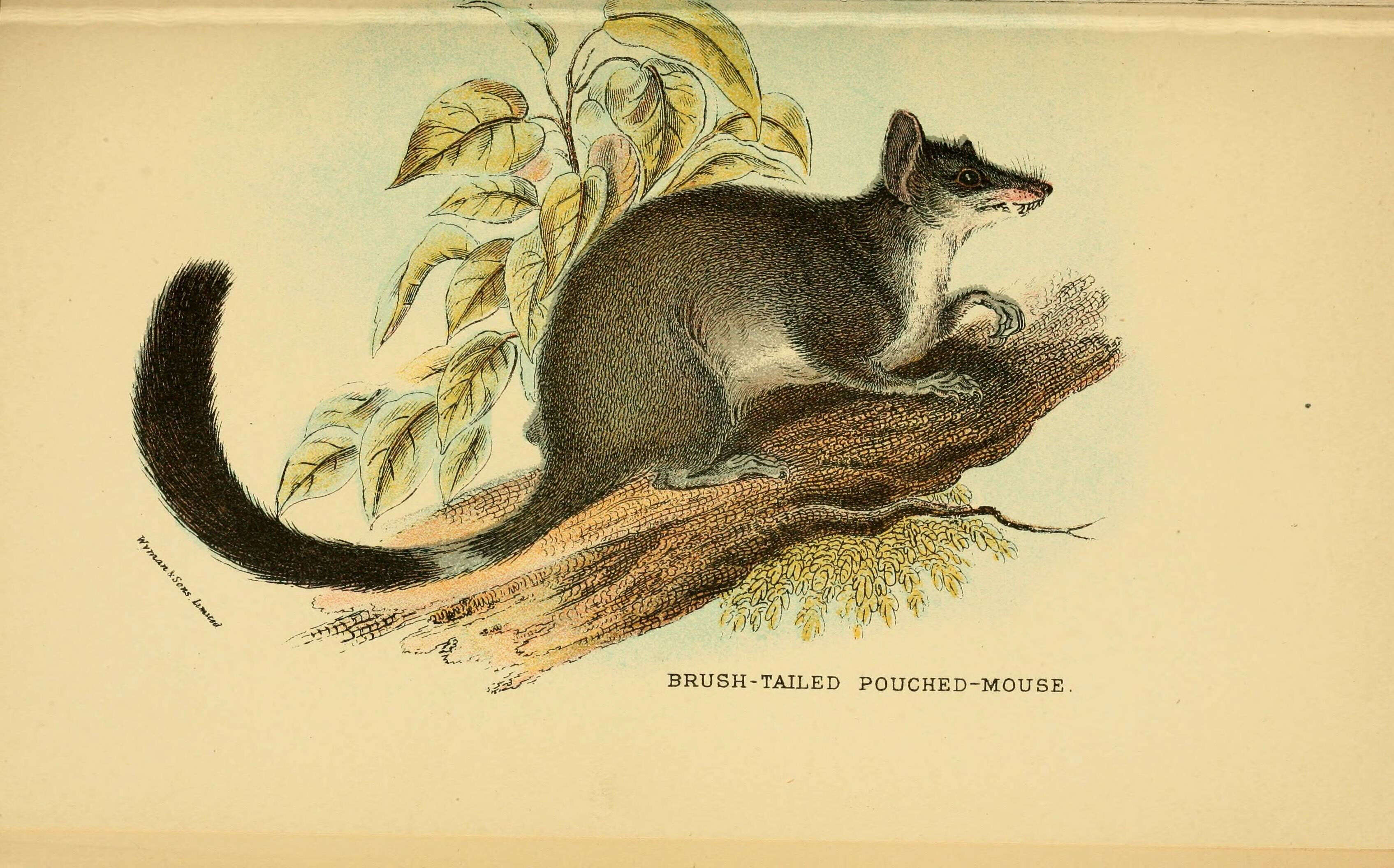 Image of Brush-tailed Marsupial Mouse