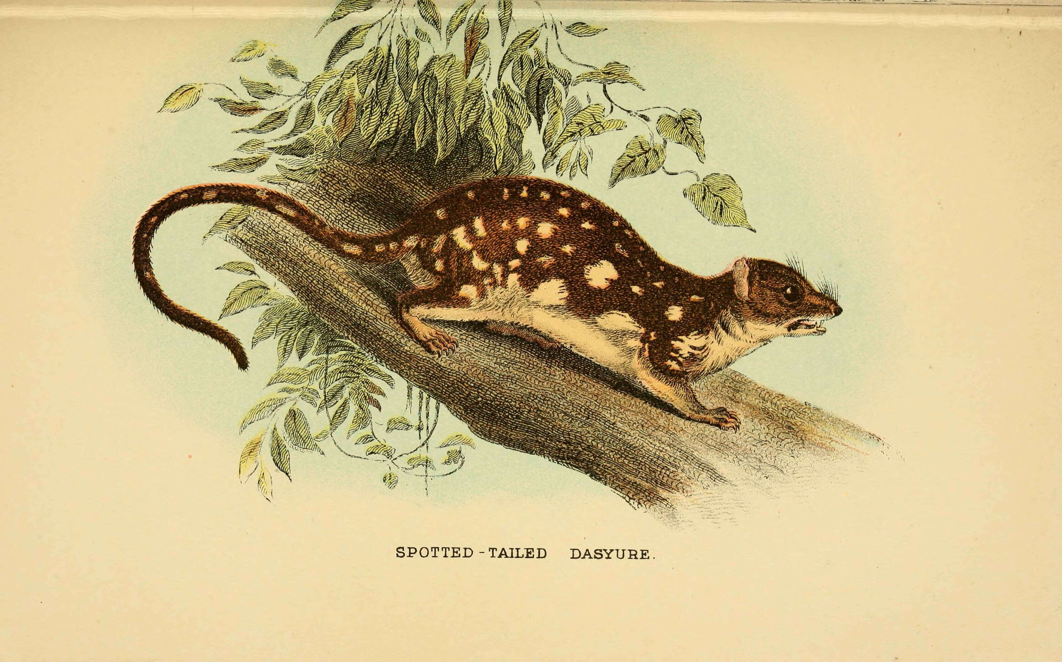 Image of Large Spotted Native Cat