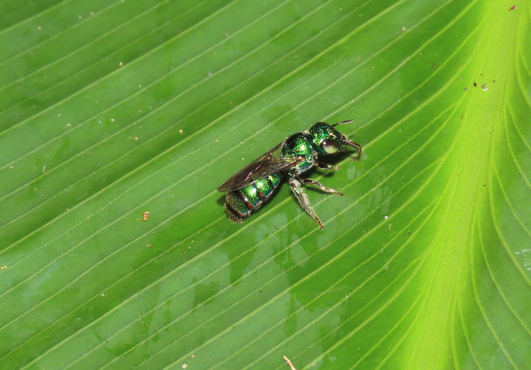 Image de Ceratina chloris (Fabricius 1804)