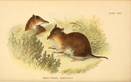 Image of Nuyts Southern Brown Bandicoot