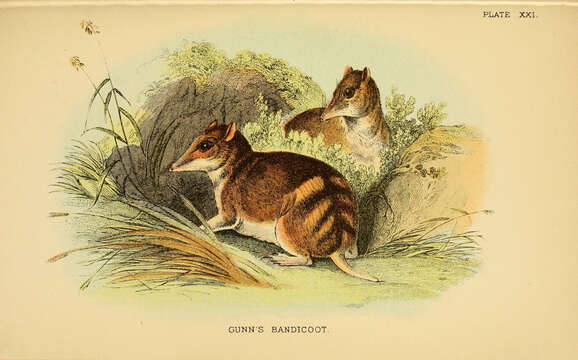 Image of Eastern Barred Bandicoot