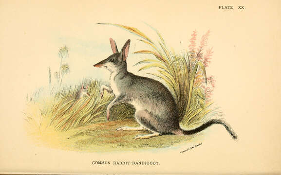 Image of Macrotis Reid 1837