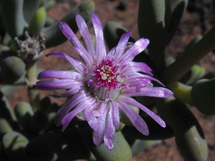 Image of Ruschia pollardii Friedrich