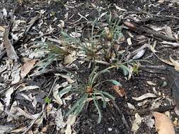 Image of Banksia dallanneyi A. R. Mast & K. R. Thiele