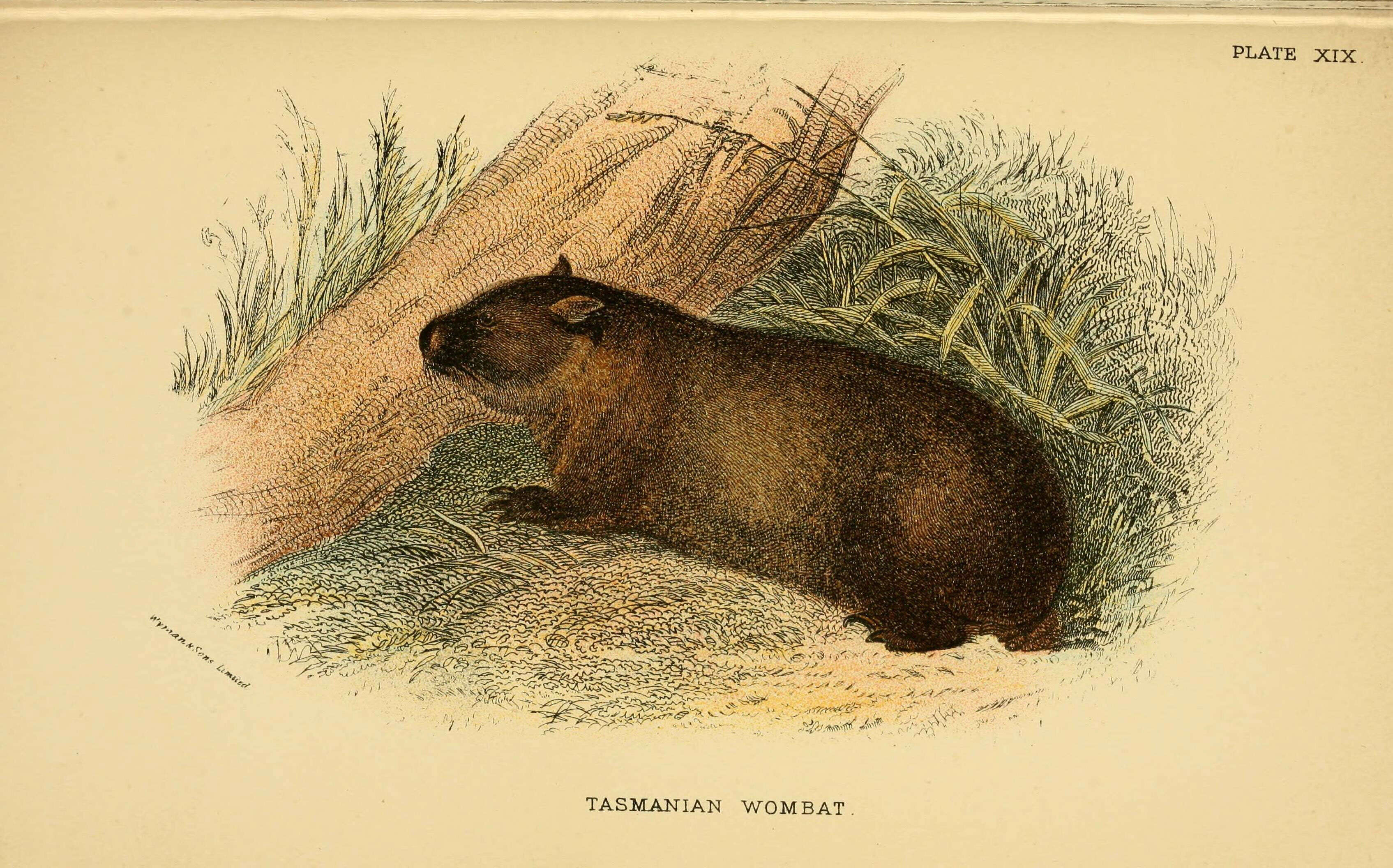 Image of Bare-nosed Wombats