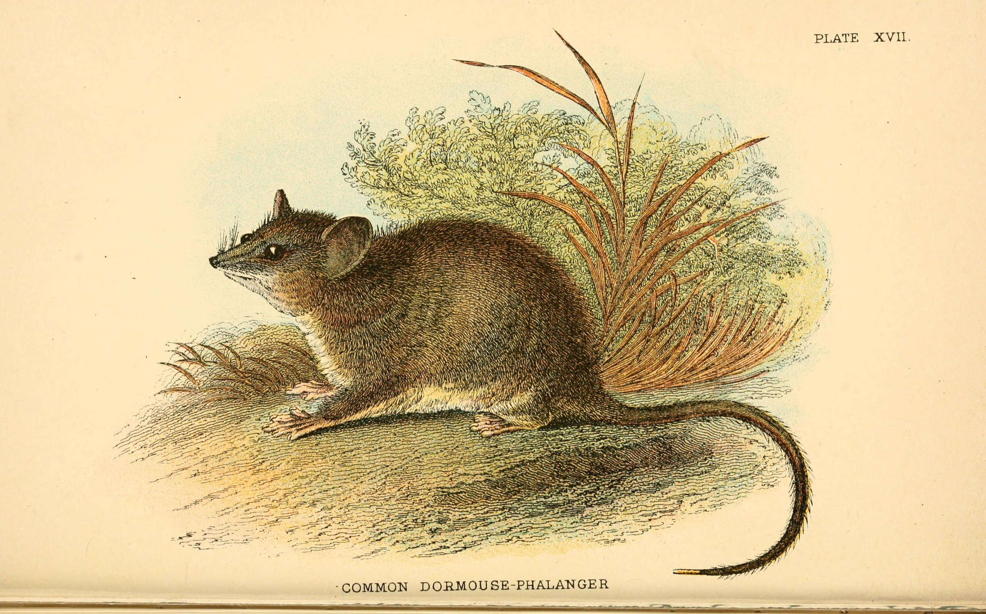 Image of Cercartetus Gloger 1841