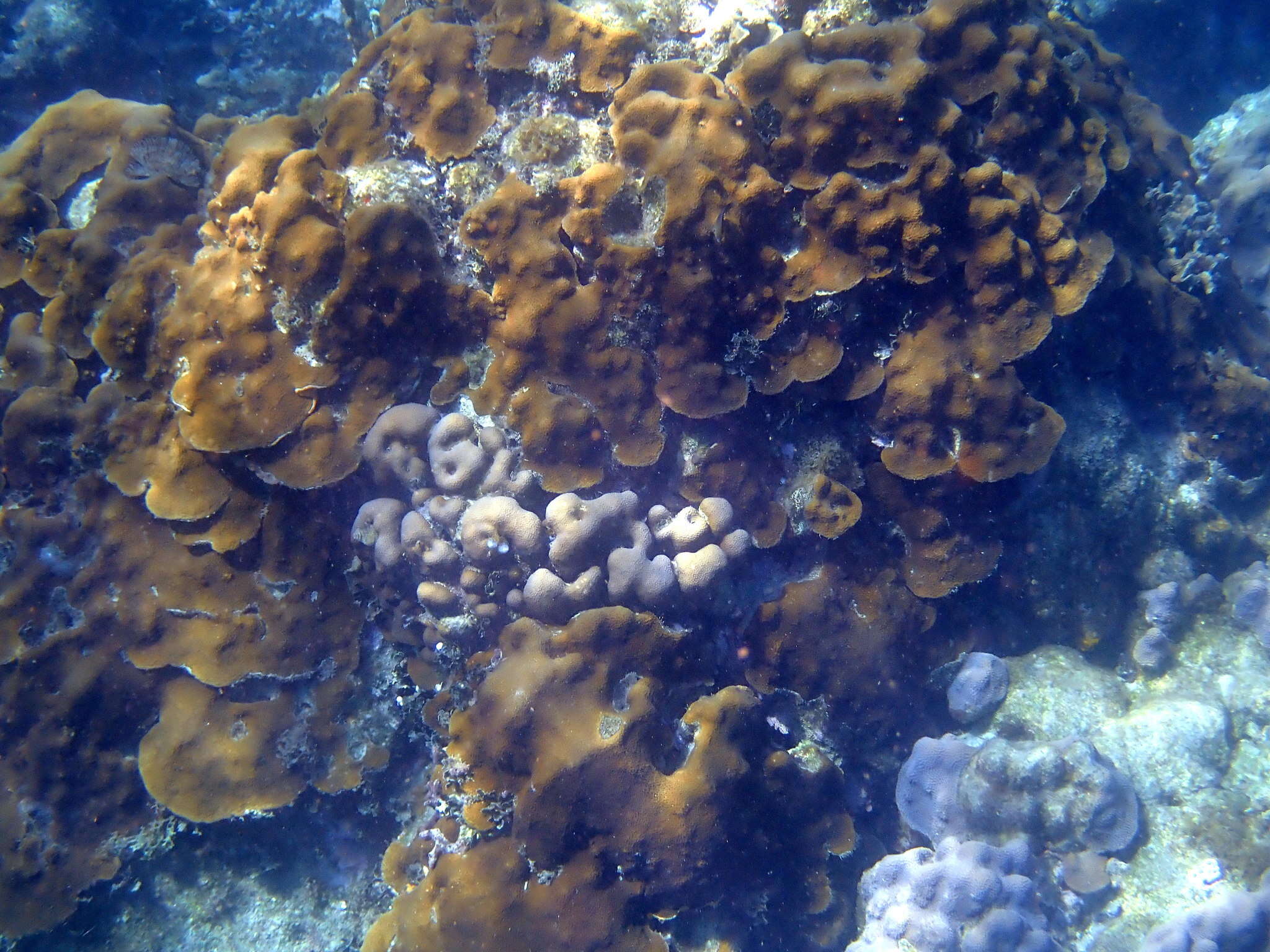 Image de Corail étoilé massif