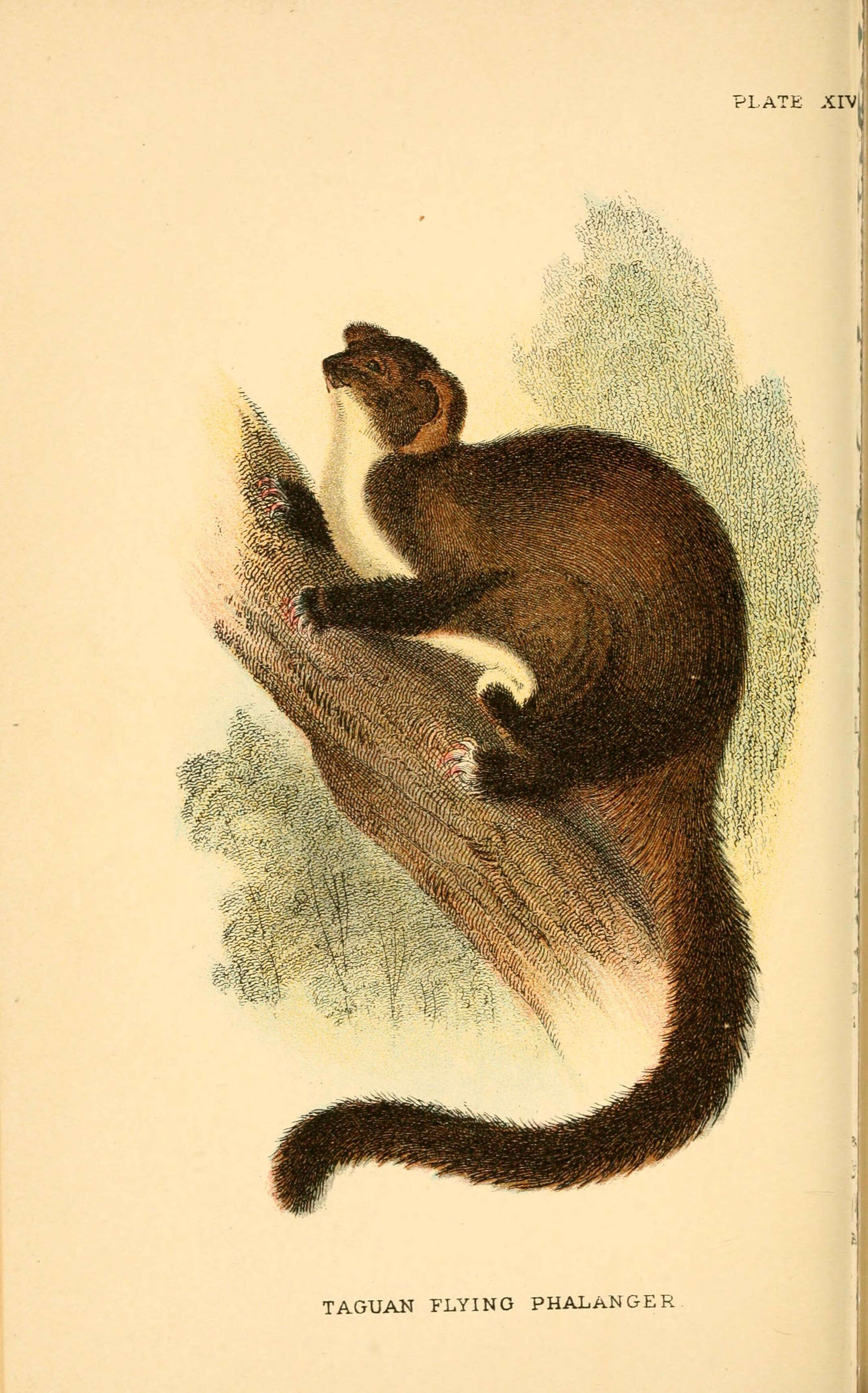 Image of Petauroides Thomas 1888