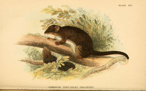 Image of Pseudocheirus Ogilby 1837