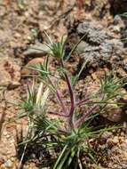 Image of dwarf western rosinweed