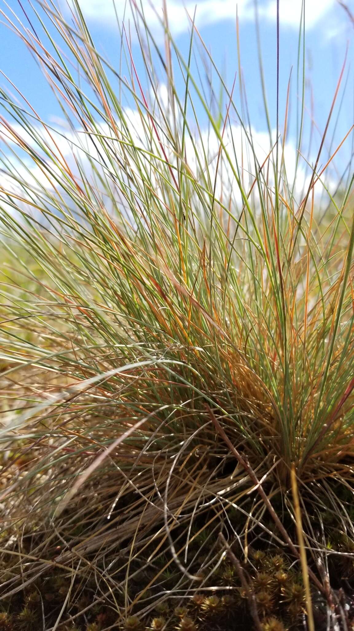 Image of Roemer's fescue