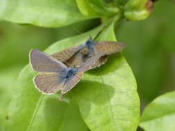 Image of Leptotes trigemmatus (Butler 1881)