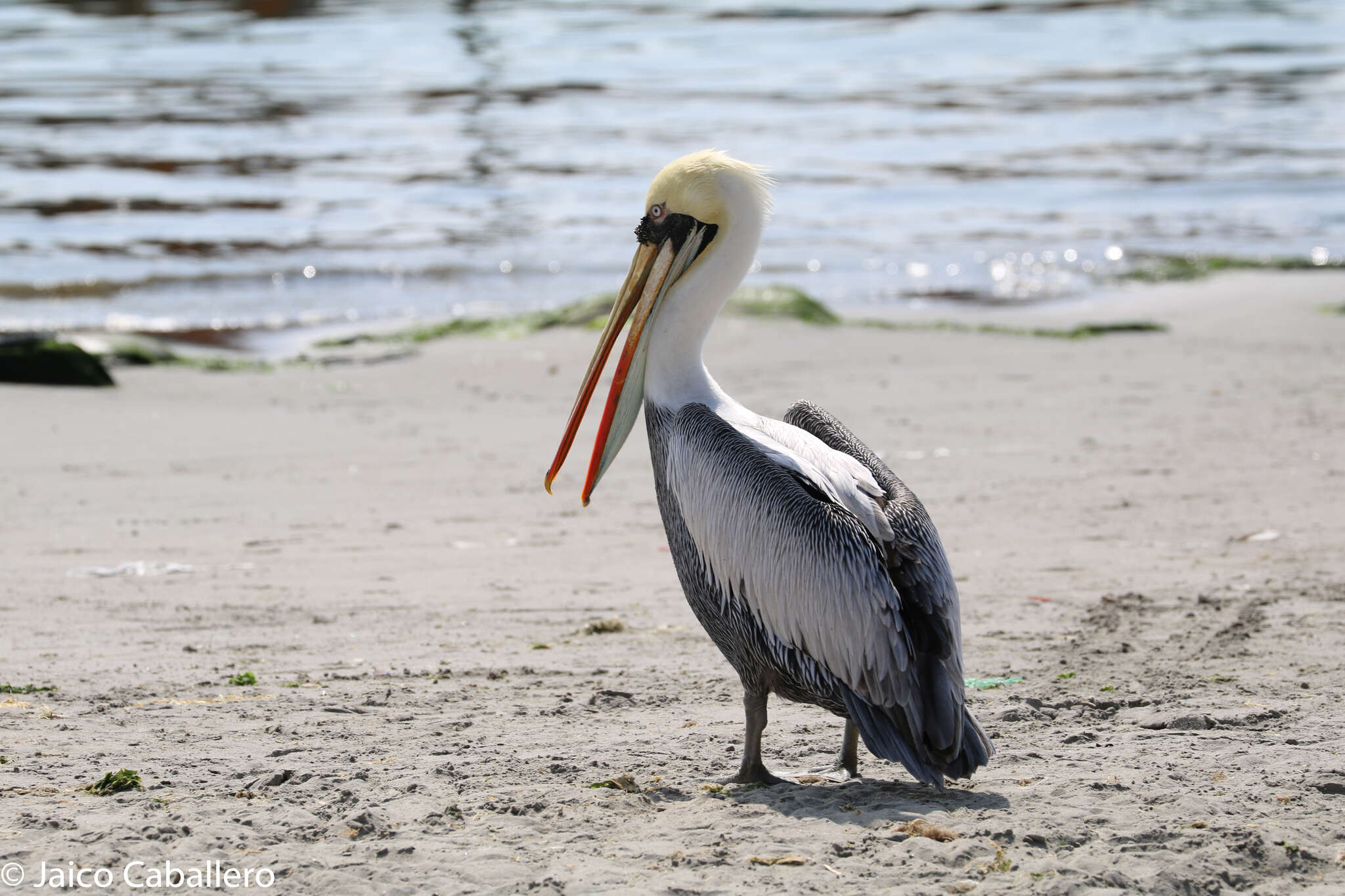 Image of Peruvian Pelican