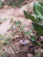 Imagem de Astragalus molybdenus Barneby