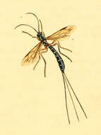 Image of Sabre wasp