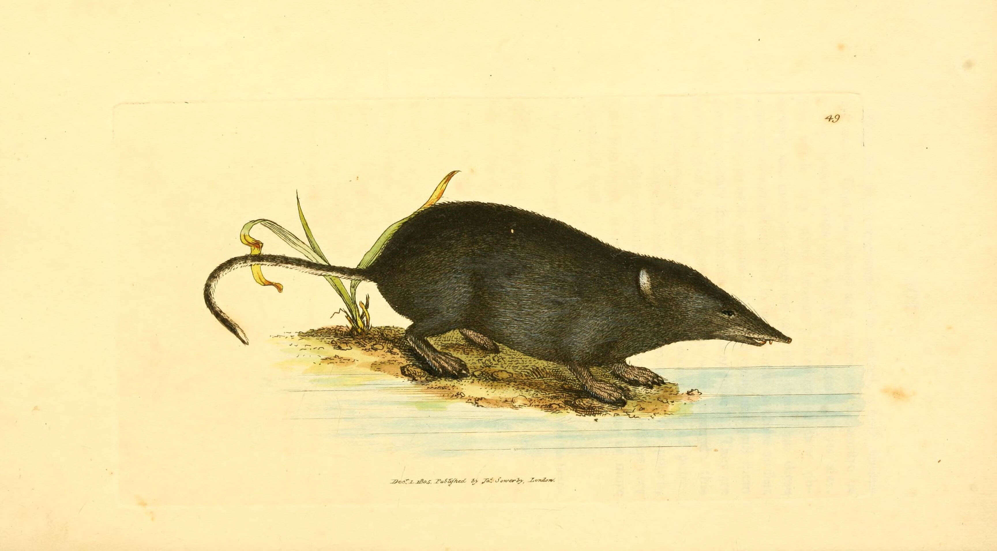 Image of Nectogalini Anderson 1879