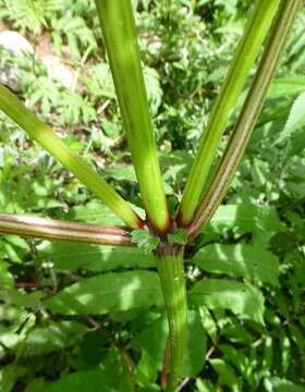 Image of Sambucus adnata Wall.