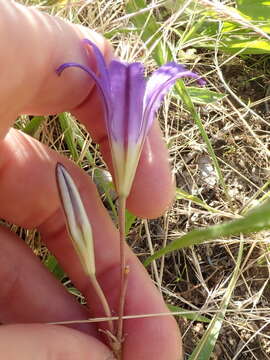 Image of Hoover's brodiaea