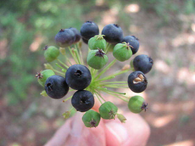 Image of bristly sarsaparilla