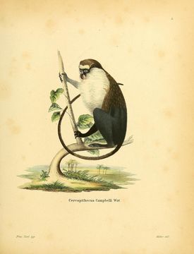 Image of Campbell's Guenon