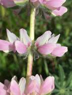 Image of <i>Lupinus <i>microcarpus</i></i> var. microcarpus