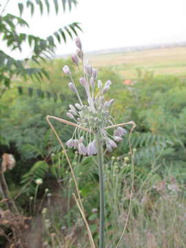 Image of Mediterranean onion