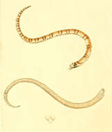 Image of Cemophora Cope 1860