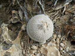 Image of Epithelantha greggii subsp. polycephala