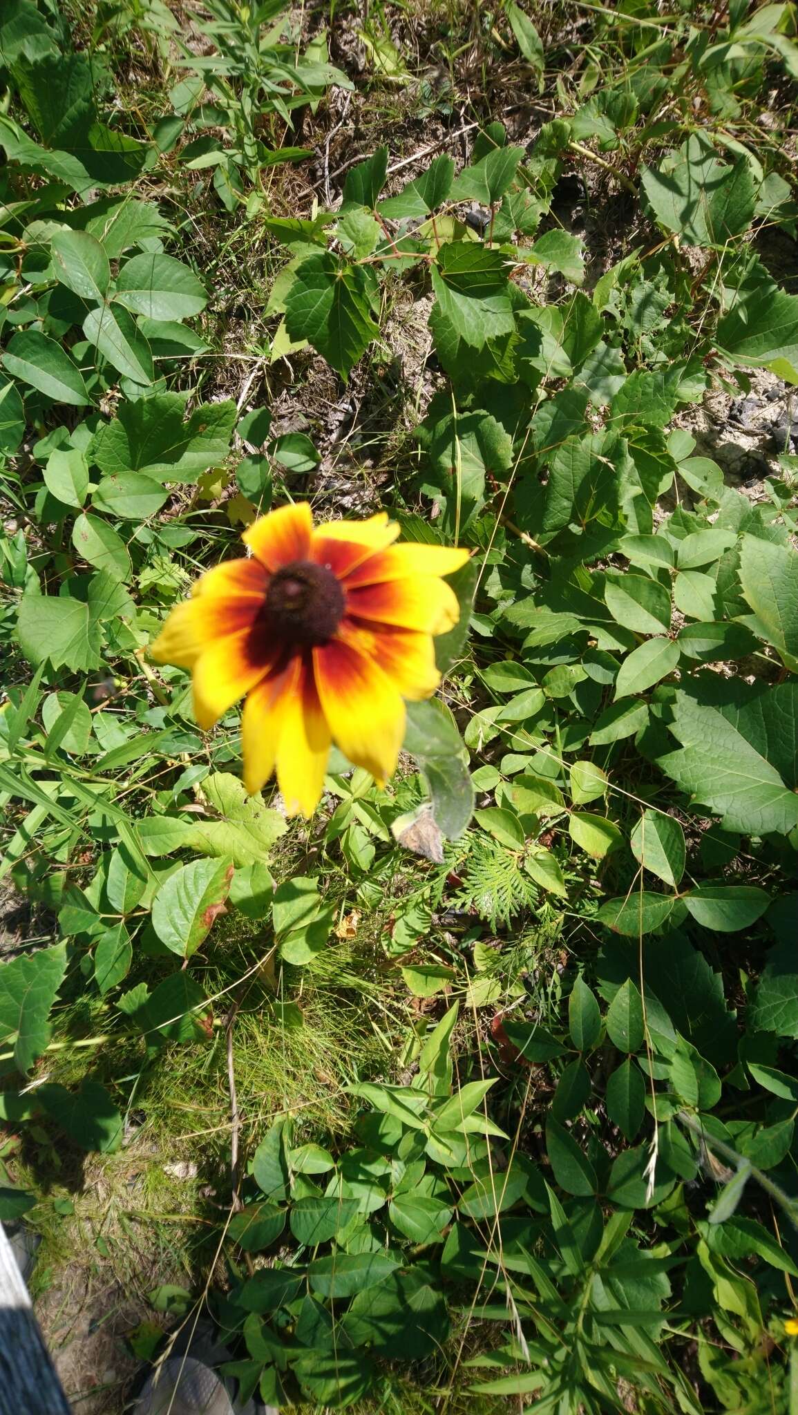 Image of coneflower