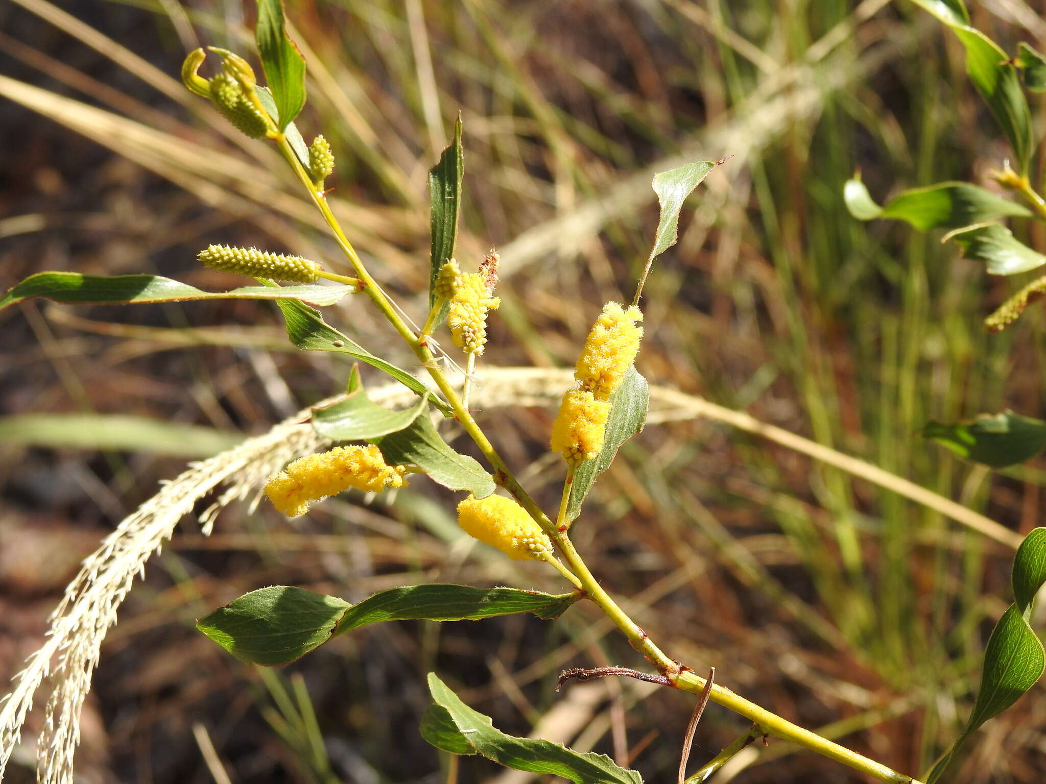 صورة Acacia helicophylla Pedley