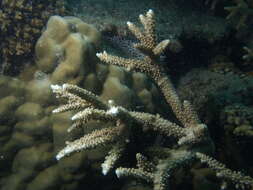 Imagem de Acropora grandis (Brook 1892)