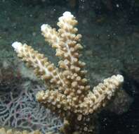 Imagem de Acropora grandis (Brook 1892)