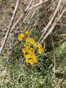 Image of <i>Senecio <i>linearifolius</i></i> var. linearifolius