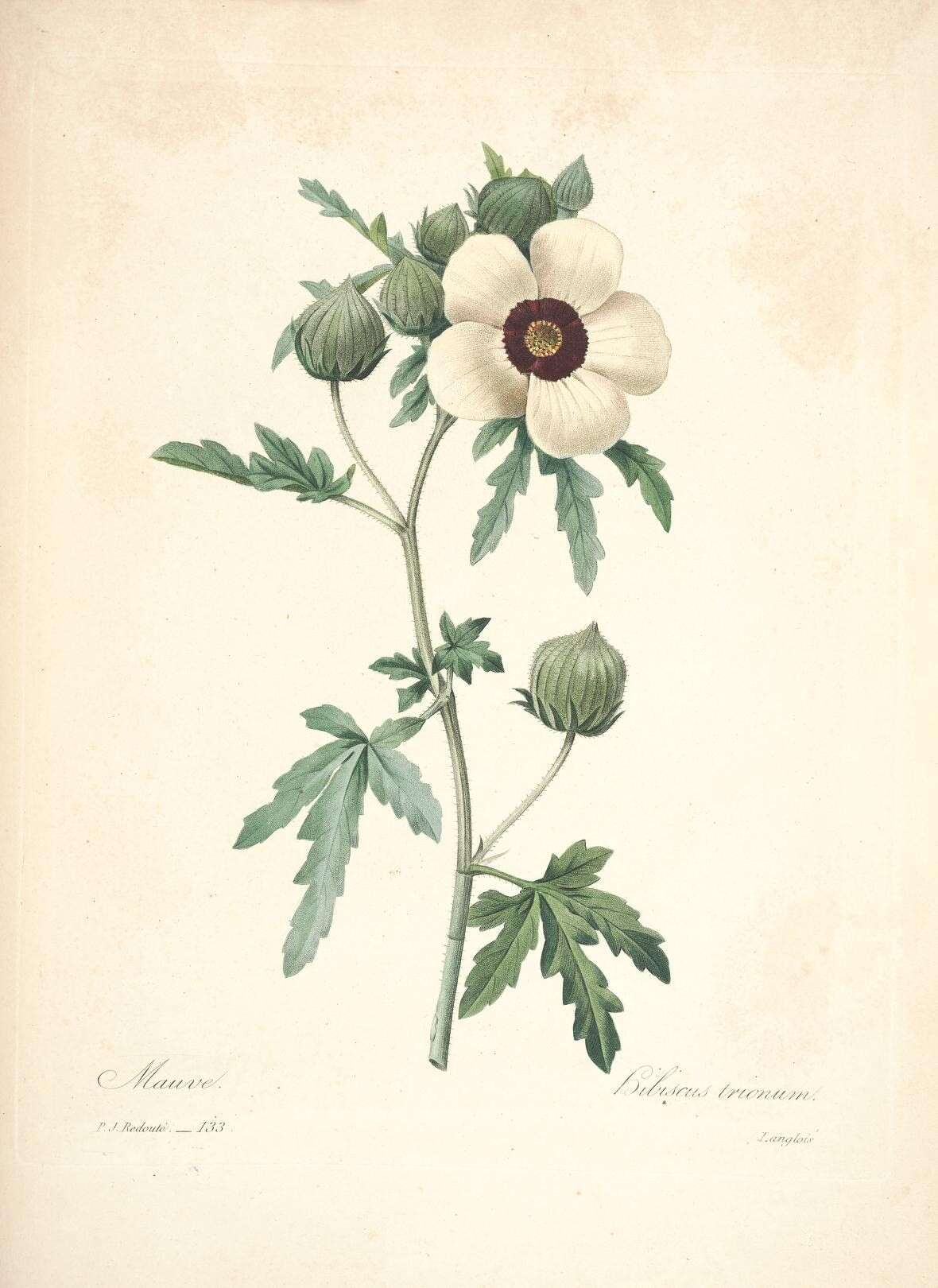 Image of flower of an hour