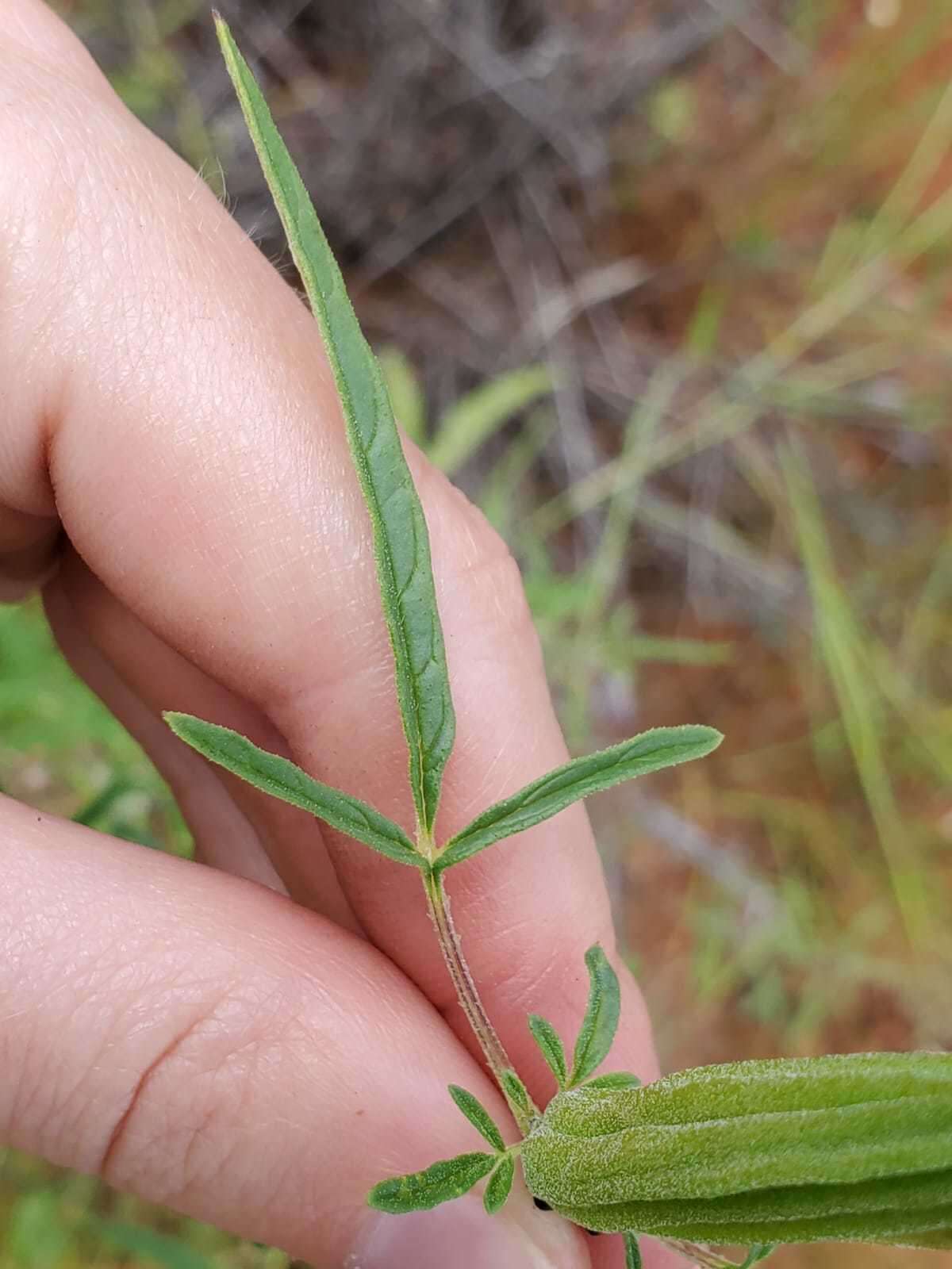 Image of Sesamum triphyllum var. triphyllum