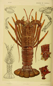 Image of Cape Rock Lobster