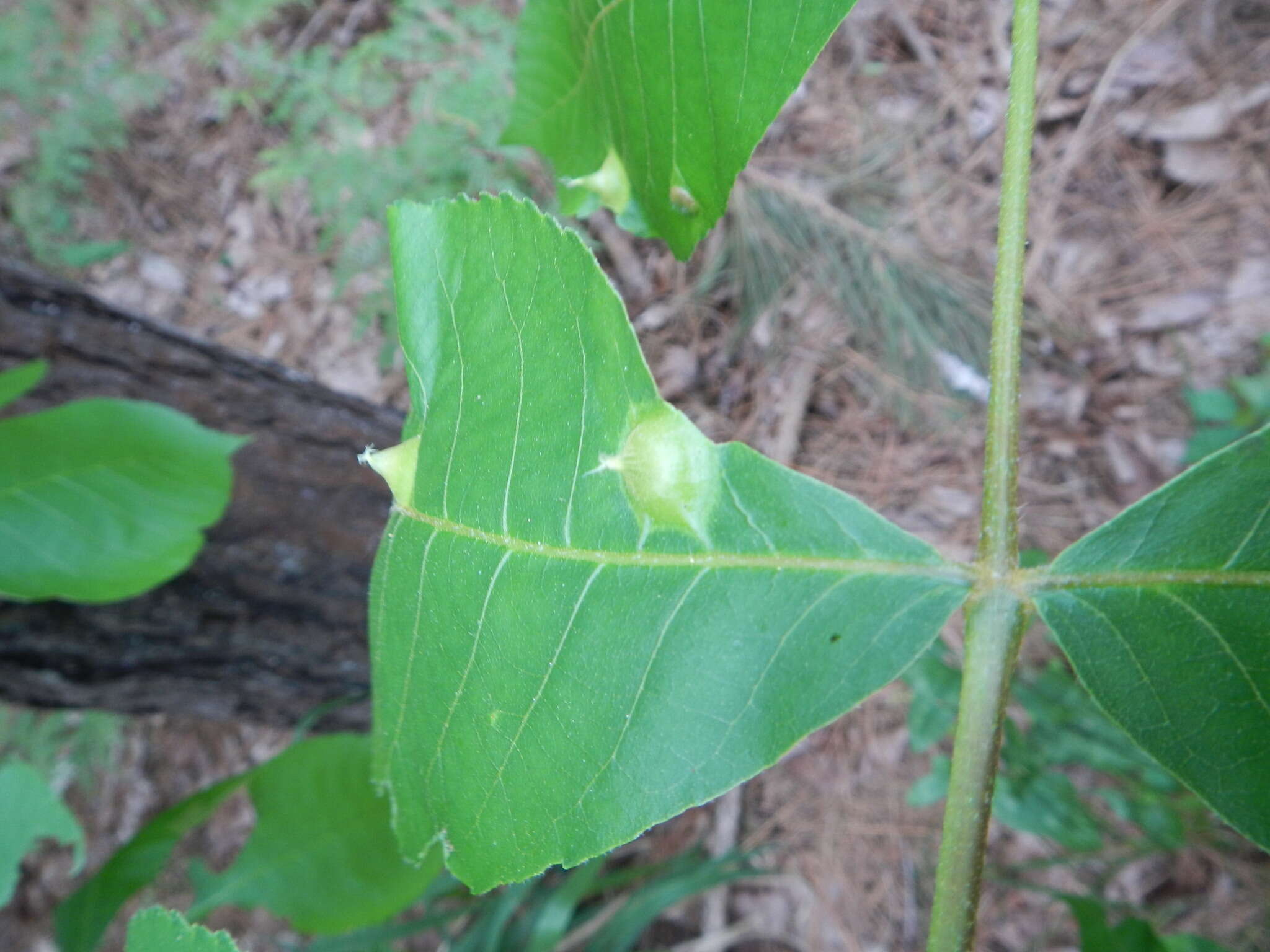 Image of Phylloxera caryaefoliae Fitch 1856