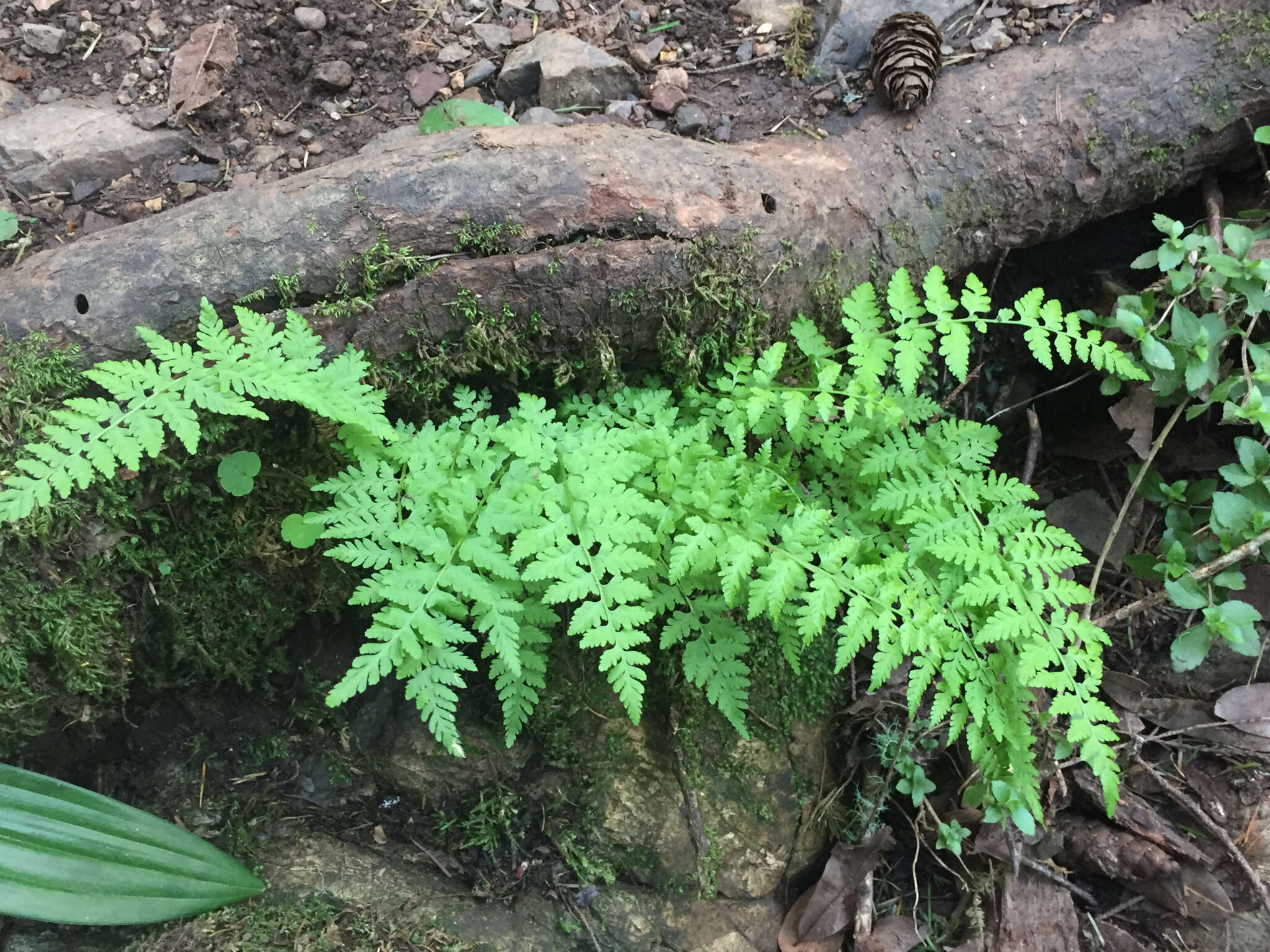 Imagem de Cystopteris fragilis (L.) Bernh.