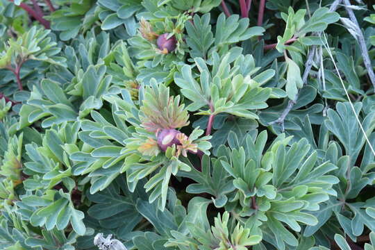 Image of Brown's peony