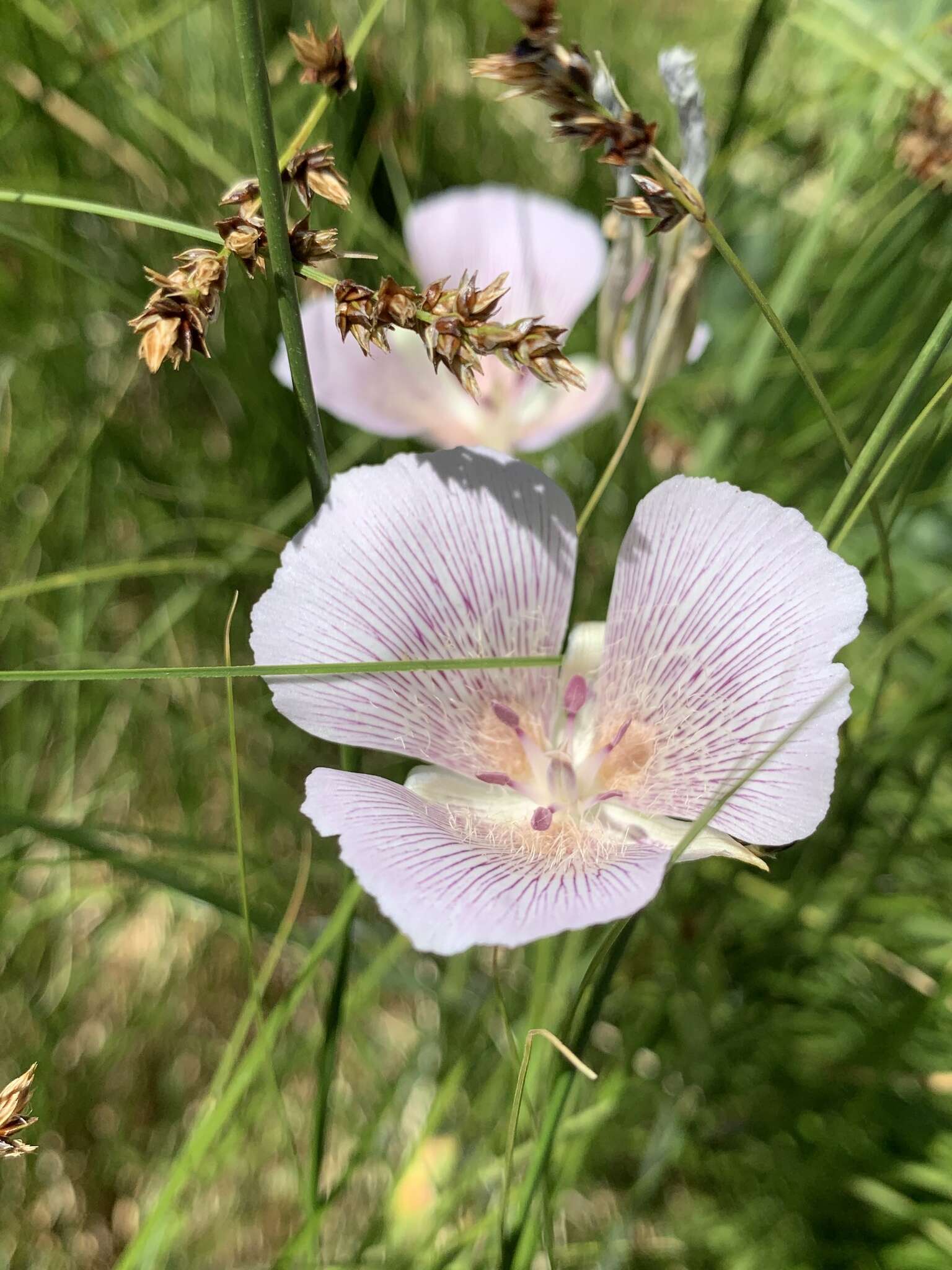 Image of alkali mariposa lily