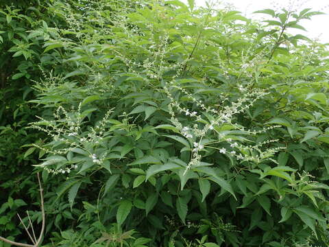 Plancia ëd Vitex negundo var. cannabifolia (Siebold & Zucc.) Hand.-Mazz.